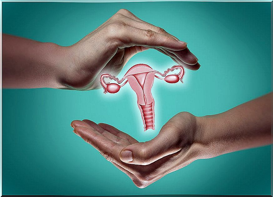 The female reproductive system: what it is and how it works