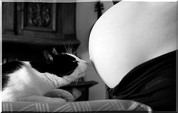 Toxoplasmosis and pregnancy, true or false?